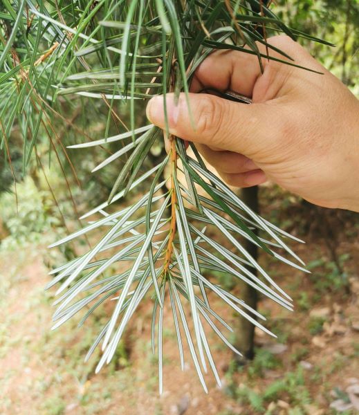 国家二级保护植物有哪些「国家二级保护植物有哪些 名单」